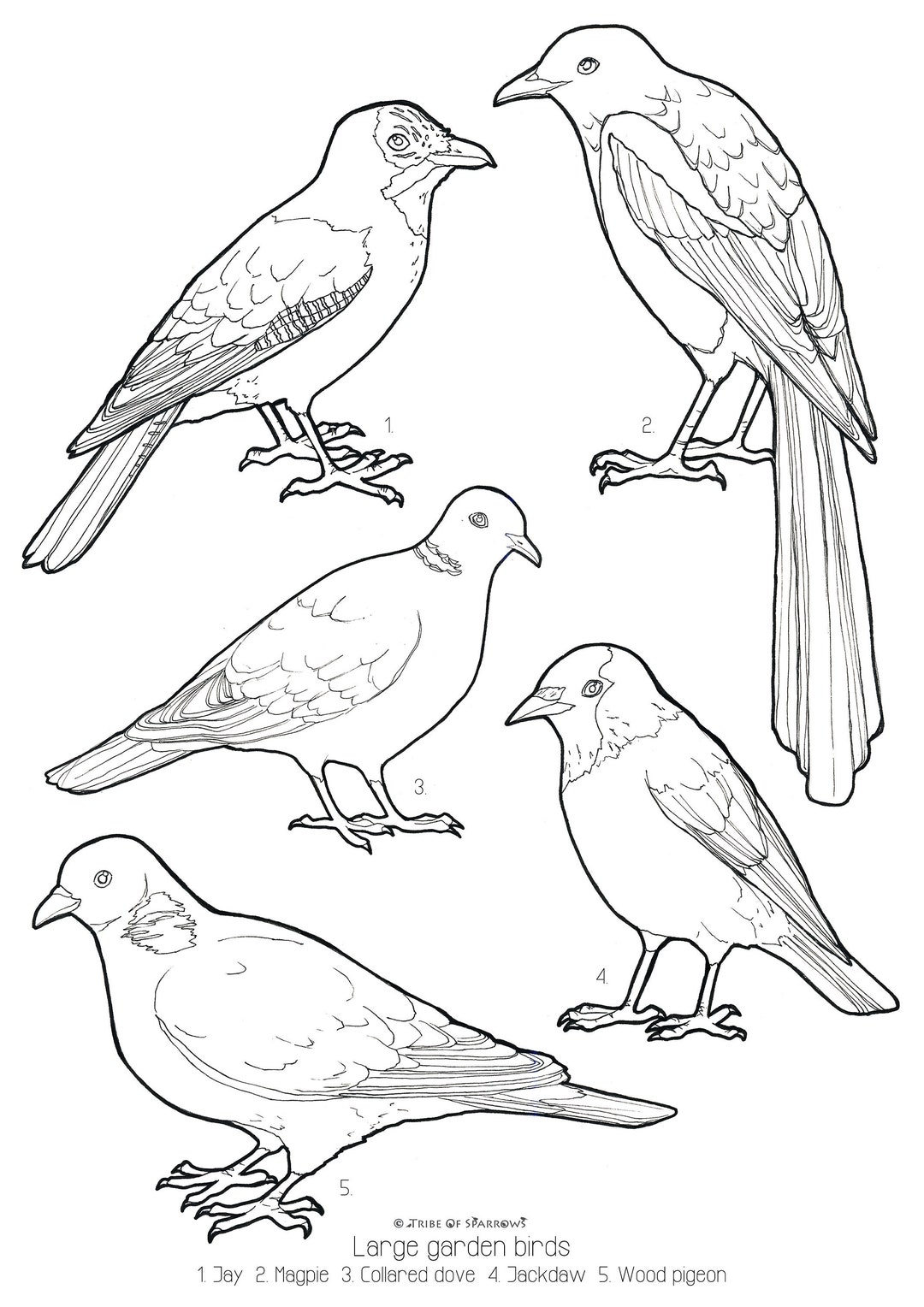 Large Garden Birds UK Colouring Page digital Download, Print at Home - Etsy