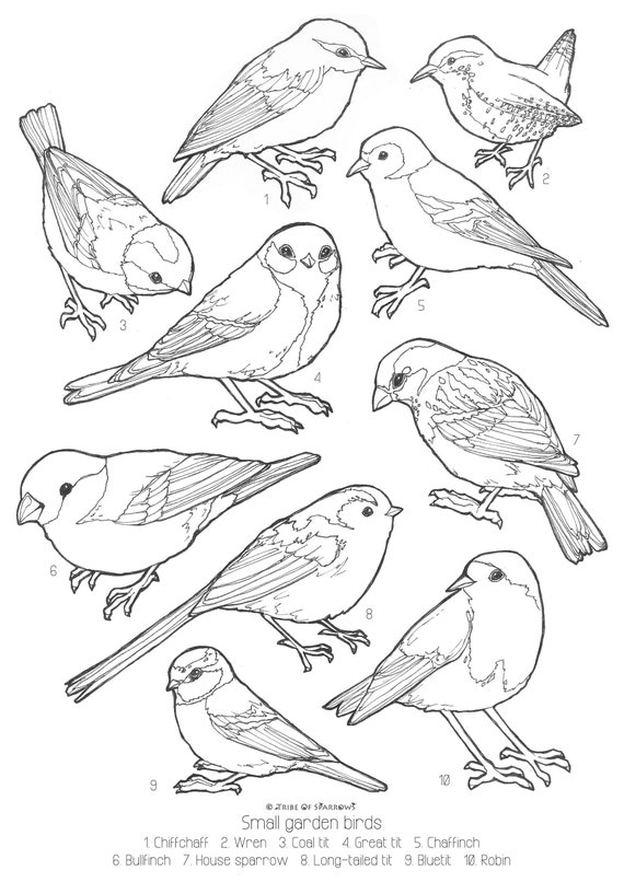 10 Small Bird Coloring Pages for Birdwatchers: Capture the Beauty of Nature