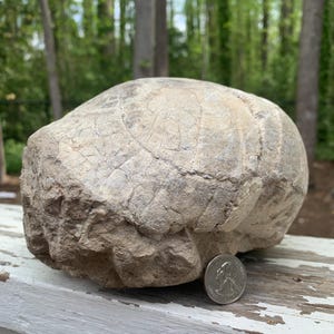 May include: A large, weathered rock with a rough, textured surface and a quarter coin for scale. The rock is a light gray color with visible cracks and patterns. The background is a blurred view of trees.
