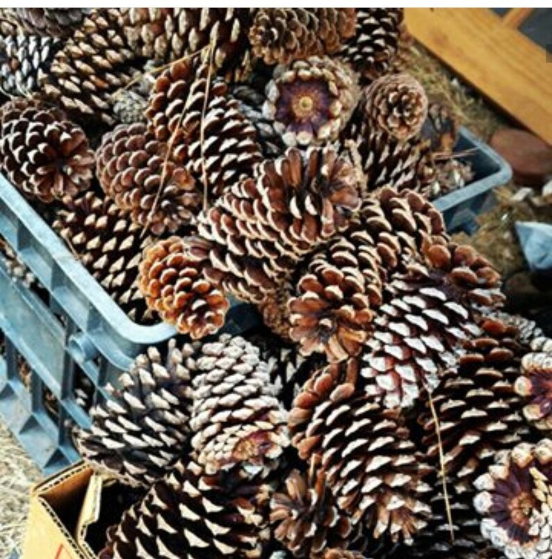 Cinnamon Scented Pine Cones. Handpicked and Packaged by Us. Etsy