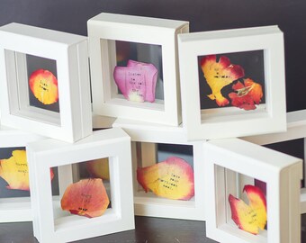 May include: A collection of eight white picture frames with glass fronts, each containing a pressed flower. The flowers are various shades of pink, red, and yellow.