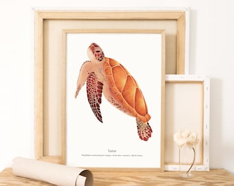 Print A4 Turtle | Decoration | Ready to frame