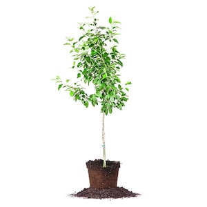 Ein Shemer Apple Tree: Malus domestica 'Ein Shemer', Semi-Dwarf Apple Tree, Self-Fertile