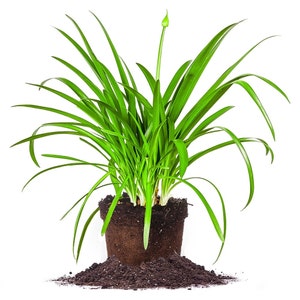 Blue Agapanthus - Lily of the Nile - Low Maintenance Perennial - Fully Rooted Ready to Plant - Deep Blue Flowers - 20in. Tall Delivered