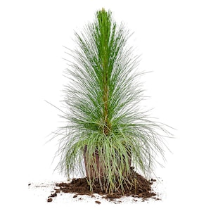 May include: A small green pine tree in a brown pot, surrounded by brown soil. The tree is about 1 foot tall and has a bushy, full shape.