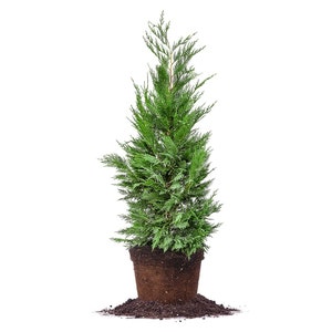 Leyland Cypress Tree: Popular Fast Growing Privacy Hedge - Live Sight and Sound Barrier