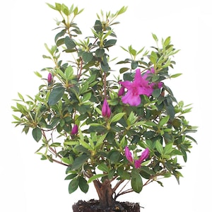 Formosa Azalea: Azalea indica &#39;Formosa&#39;, Southern Indica Azalea, Azalea Bush