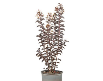Puede incluir: Una planta de mirto de crepe de flores blancas con hojas de color púrpura oscuro en una maceta marrón. La maceta tiene el texto "Black Diamond" y "Craft Nurseries".