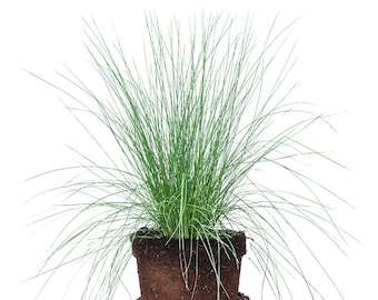 Dwarf Pink Muhly Grass: Muhlenbergia Capillaris, 'Cotton Candy' Grass, Muhly Grass Plug