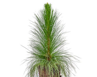 Longleaf Pine: Pinus palustris, Evergreen, Ecosystem Generator