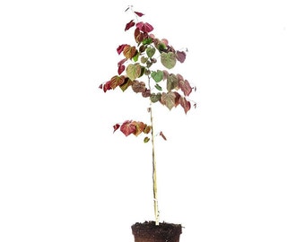 Forest Pansy Redbud: Cercis canadensis 'Forest Pansy', Shade Tolerant, Fall Colored Tree
