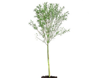 Weeping Willow Tree: Salix babylonica, Canopy Tree, Babylon Willow, Fast Growth Rate