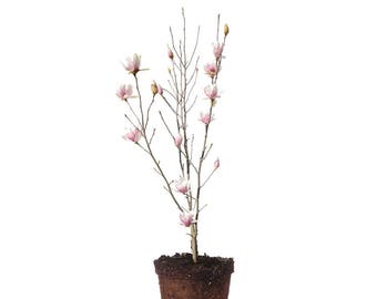 May include: A potted magnolia tree with delicate pink and white flowers. The tree is in a brown pot filled with soil, and surrounded by loose soil. The branches are bare except for the blooms and buds.