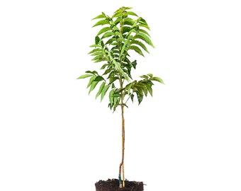 Pawnee Pecan Tree : Carya illinoinensis 'Pawnee', Full Sun, High-Quality, Early Season Harvest