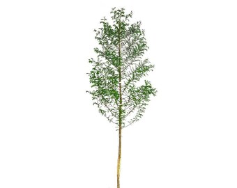 Ciprés calvo: Taxodium distichum, ciprés de los pantanos, árboles con rodillas