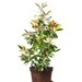 BRACKEN BROWN BEAUTY Magnolia Size: 3-4 ft