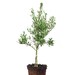 Arbequina Olive Tree