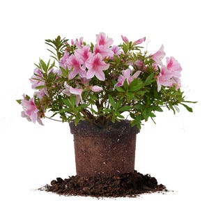 George Taber Azalea: Azalea &#39;George L. Tabor&#39;, Pink Flower, Butterfly Plant