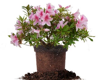 George Taber Azalea: Azalea 'George L. Tabor', Pink Flower, Butterfly Plant