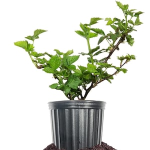 Apache Blackberry Bush: Rubus Fruticosus &#39;Apache&#39; Live Thornless Fruit For Outdoor Planting, Fresh Fruits For Home Gardens, Dark  Berries