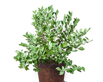 Powder Blue Blueberry Bush: Rabbiteye Blueberry Bush, Low Maintenance