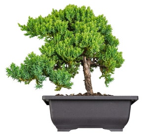 Juniper Bonsai Tree: Juniperus Procumbens 'Nana', Bonsai, Indoor/Outdoor plant,