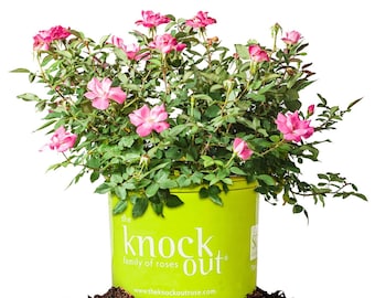 Pink Knock Out® Rose Bush: Rosa x 'Radcon', Reblooming, Drought Tolerant, Vibrant Color