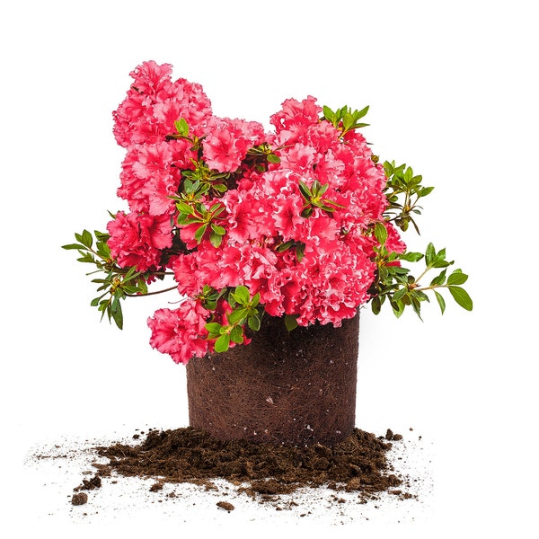 Red Ruffles Azalea: Rhododendron 'Red Ruffles', Dwarf Azalea, Flowering Hedge