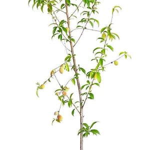Belle of Georgia White Peach Tree: Large Fruit, Heavy Producer, Self Fertile