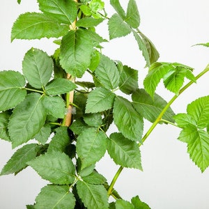 May include: Close-up of a green plant with multiple leaves. The leaves are a vibrant green color and have a textured surface. The plant is on a light background.