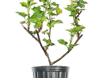 May include: A small green blackberry plant in a black plastic pot with brown soil. The plant has several branches with green leaves.