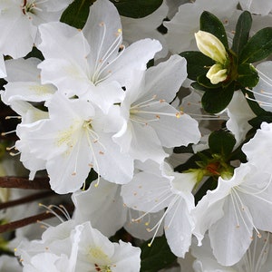 GG Gerbing Azalea: Rhododendron indicum &#39;Mrs. G. G. Gerbing&#39;, Indica Azalea, Low Maintenance