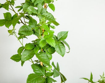 Ouachita Thornless Blackberry Vine