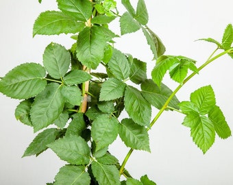 May include: Close-up of a green plant with multiple leaves. The leaves are a vibrant green color and have a textured surface. The plant is on a light background.