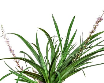 Liriope Super Blue: Liriope muscari 'Super Blue', Blue Lily Turf, Evergreen Ground Cover