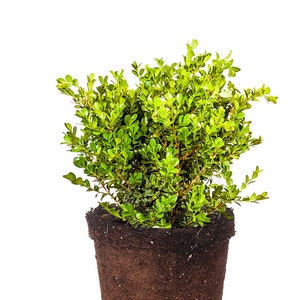 Japanese Boxwood: Buxus Microphylla Japonica, Hardy Evergreen Shrub, Deer Resistant, Low Hedge