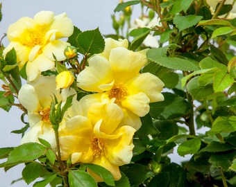 Images Knockout Rose Etsy le plus cool salutations