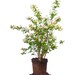 Bridal Wreath Spirea - 1 Gal.