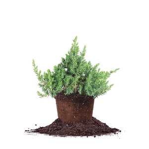 Blue Pacific Juniper Shrub: Juniperus conferta, Drought Tolerant, Low Maintenance