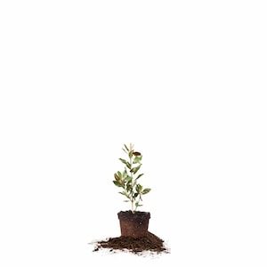May include: A small, potted plant with green leaves and brown soil. The plant is in a brown pot and is sitting on a pile of brown soil.