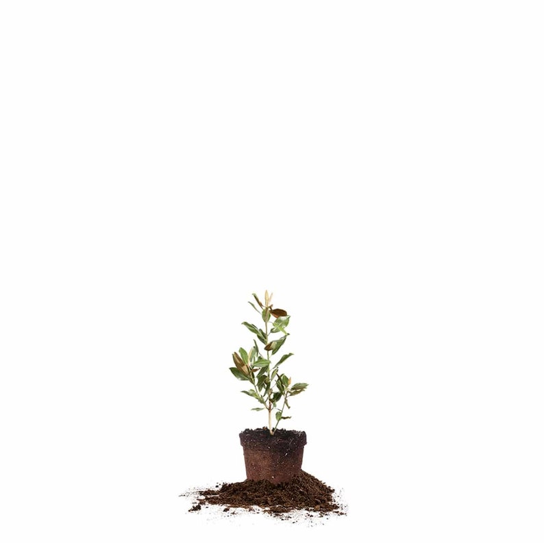 May include: A small, potted plant with green leaves and brown soil. The plant is in a brown pot and is sitting on a pile of brown soil.