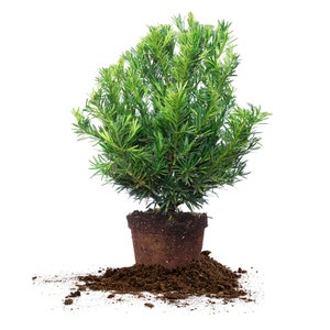 Podocarpus Pringles Dwarf: Podocarpus macrophyllus &quot;Pringles&quot;, Japanese Yew, Bonsai Tree