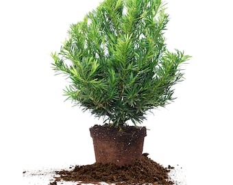 Podocarpus Pringles Dwarf: Podocarpus macrophyllus &quot;Pringles&quot;, Japanese Yew, Bonsai Tree