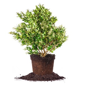 Waxleaf Ligustrum: Japanese Privet, Privacy Hedge, Spring Flowers, Attracts Pollinators, Evergreen