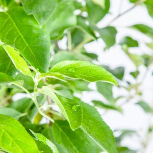 Puede incluir: Primer plano de hojas verdes en una rama de &aacute;rbol. Las hojas son de color verde brillante y tienen un acabado brillante. Algunas de las hojas tienen gotas de agua.