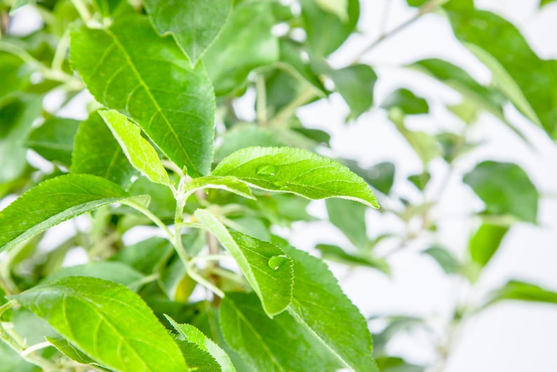 Puede incluir: Primer plano de hojas verdes en una rama de &aacute;rbol. Las hojas son de color verde brillante y tienen un acabado brillante. Algunas de las hojas tienen gotas de agua.