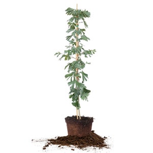 Ginkgo Tree: Gingko Biloba, Maidenhair Tree, Fan-Shaped Leaves