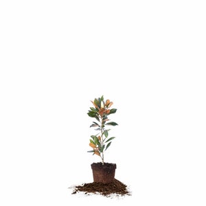 May include: A small, potted magnolia tree with green leaves and brown bark. The tree is in a brown pot and is surrounded by brown soil.