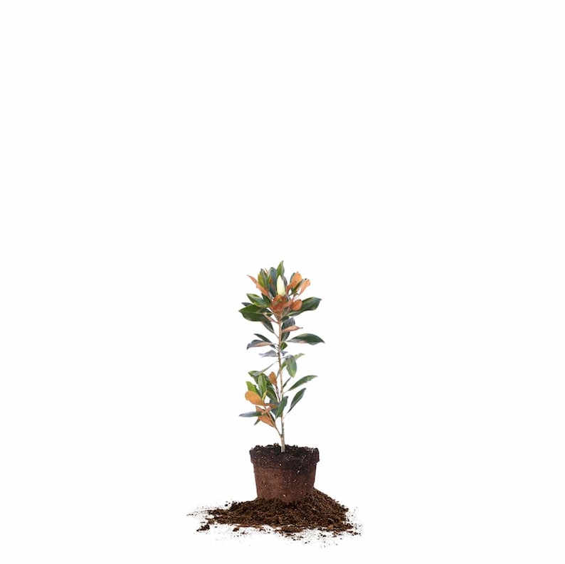 May include: A small, potted magnolia tree with green leaves and brown bark. The tree is in a brown pot and is surrounded by brown soil.