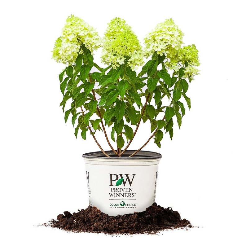 Limelight Hydrangea